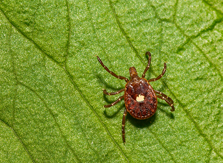 Lone star tick. Brown with a white spot in the middle of its back.