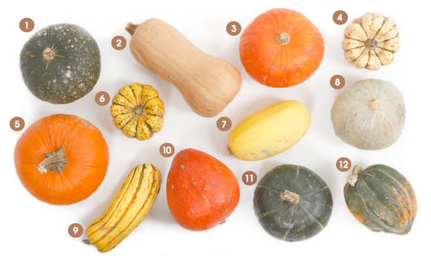 Squash Guide