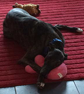 Rescued greyhound, Olivia